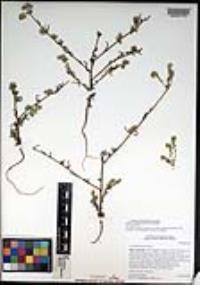 Cryptantha patula image