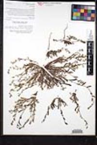 Plagiobothrys collinus var. californicus image