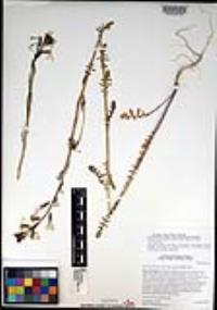 Eruca vesicaria subsp. sativa image