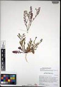 Lepidium lasiocarpum image