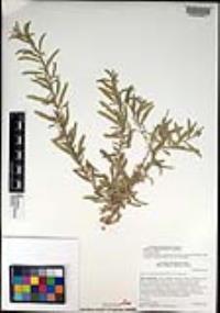 Atriplex canescens var. canescens image