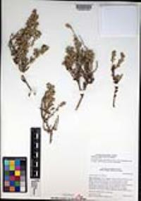 Atriplex julacea image