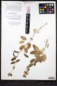 Stachys rigida image