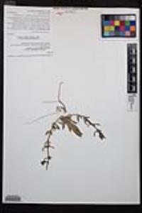 Camissoniopsis intermedia image