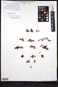 Chorizanthe interposita image