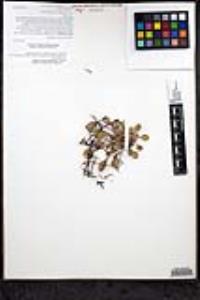 Eriogonum scalare image