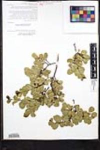 Rhamnus ilicifolia image