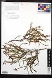 Adenostoma fasciculatum image