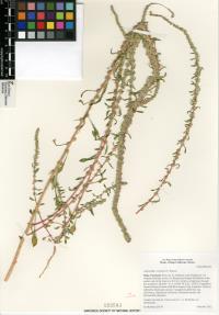 Amaranthus fimbriatus image