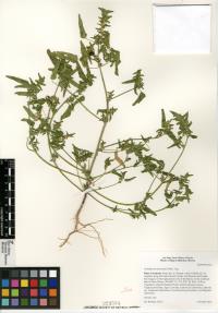 Acalypha neomexicana image