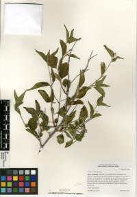 Croton sonorae image