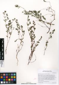 Euphorbia trachysperma image