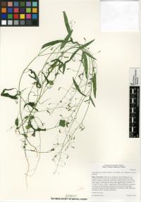 Desmodium procumbens image