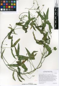 Phaseolus acutifolius var. tenuifolius image