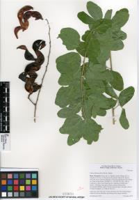 Pithecellobium dulce image