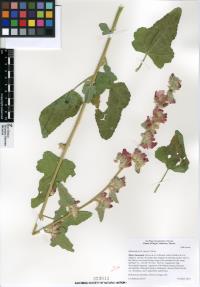Sphaeralcea emoryi image