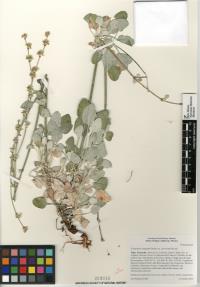 Eriogonum elongatum var. areorivum image