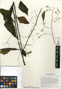 Talinum paniculatum image