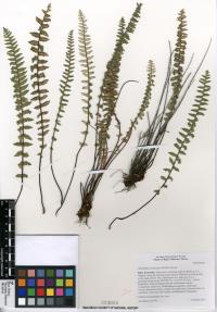 Myriopteris aurea image