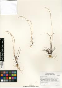 Microchloa kunthii image