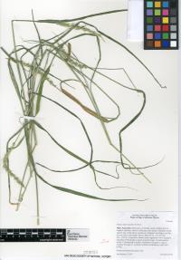 Setaria leucopila image