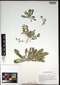 Lepidium lasiocarpum var. latifolium image