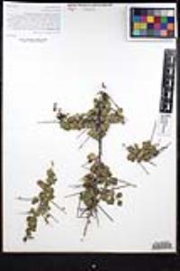 Colubrina californica image