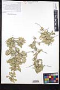 Sarcomphalus obtusifolius image