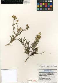 Isocoma acradenia var. acradenia image