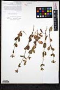 Stachys rigida image