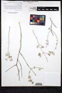 Salvia cedrosensis image