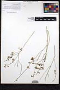 Salvia cedrosensis image