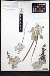 Eriogonum elongatum image