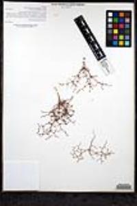 Eriogonum intricatum image