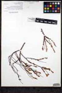 Eriogonum wrightii image