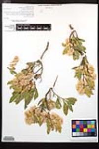 Dodonaea viscosa image