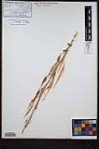 Raphanus raphanistrum image