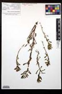 Ludwigia peploides image