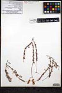 Eriogonum fasciculatum var. flavoviride image
