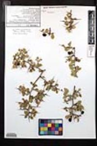 Prunus fremontii image