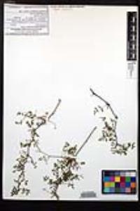 Cardiospermum tortuosum image