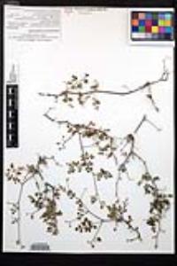 Cardiospermum tortuosum image