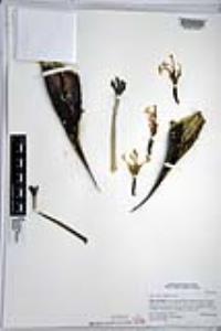 Agave deserti var. deserti image