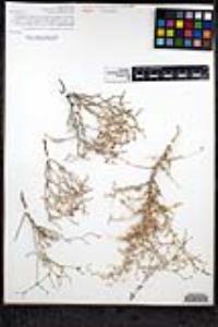 Eriogonum wrightii var. nodosum image