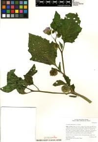 Nicandra physalodes image