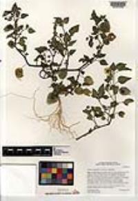 Physalis hederifolia var. hederifolia image