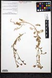 Gilia nevinii image