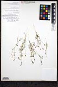 Gilia nevinii image