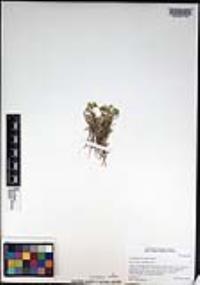 Cryptantha patula image
