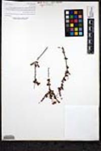 Eriogonum fasciculatum var. flavoviride image